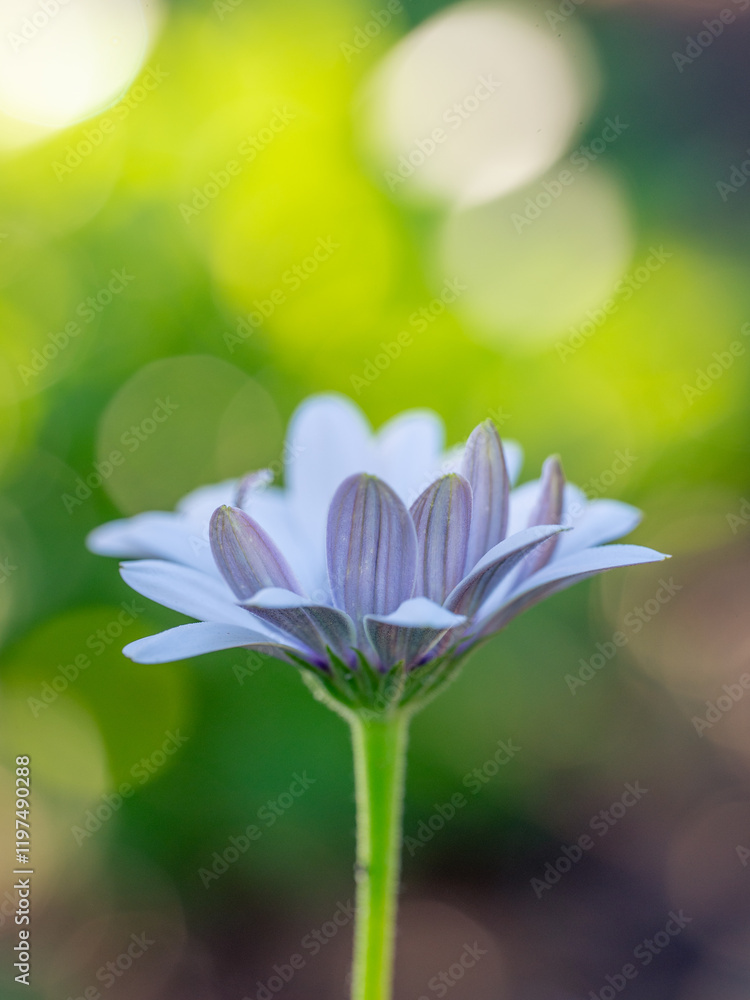 Fototapeta premium A single white daisy in a summer garden against a blurred background.