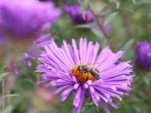 Asternblüten im Garten mit Honigbiene photo