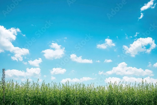 Vast green field under a clear blue sky with white clouds creating a serene and peaceful atmosphere. Generative AI