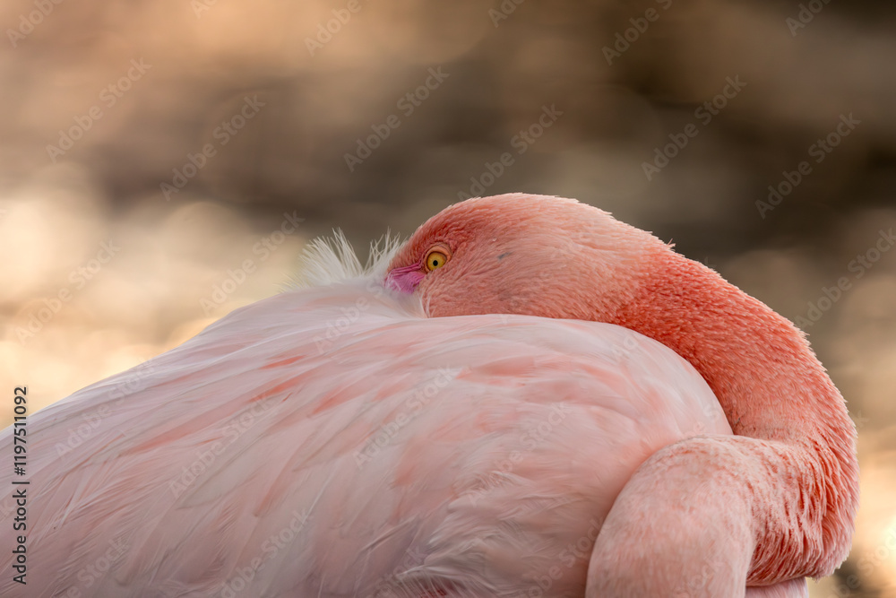 Fototapeta premium Le Flamant rose se repose au coucher du soleil