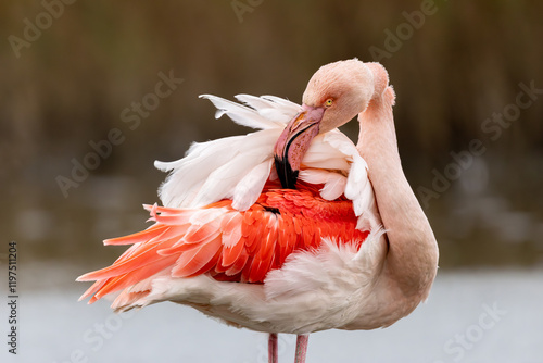 Εκτύπωση καμβά La toilette du flamant rose