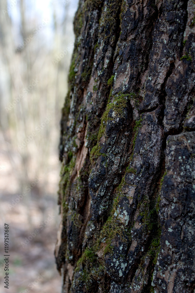 Texture of bark wood background Texture of bark wood background