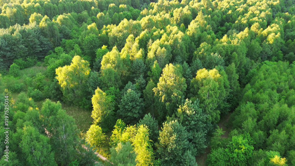 Naklejka premium Aerial view of dense green forest