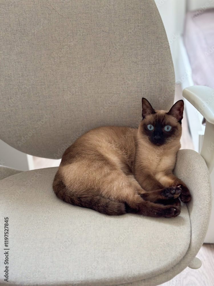 Fototapeta premium Siamese cat lounges comfortably on a beige office chair. Soft lighting emphasizes the pet serene expression and cozy environment