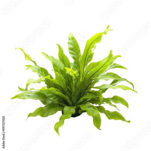 Lush green Java fern plant with long, wavy leaves, perfect for low maintenance indoor gardens. This vibrant plant adds touch of nature to any space