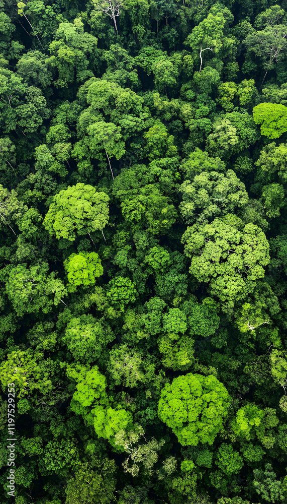 Aerial view of dense forest trees arranged like a natural mosaic - Aerial view of dense forest trees arranged like a natural mosaic -