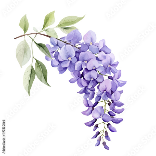 A watercolor illustration of a wisteria flower, isolated on a white background. Flower vector.
