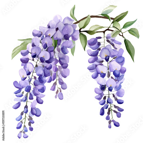 A watercolor illustration of a wisteria flower, isolated on a white background. Flower vector.
