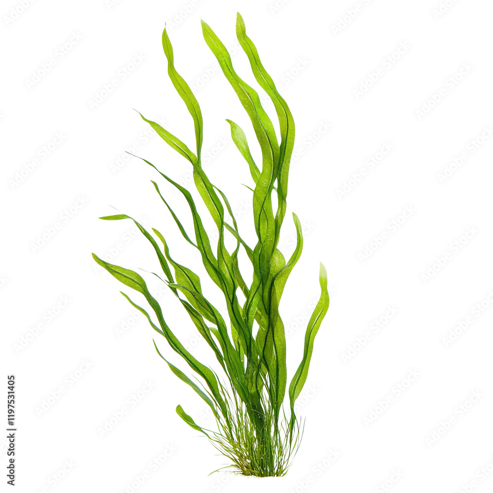 Obraz premium Tall ribbon like aquatic plant with vibrant green leaves, ideal for aquariums and water gardens, adding natural beauty and habitat for aquatic life