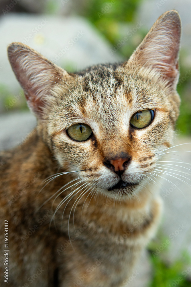 yellow-lit gray cat's eye gaze yellow-lit gray cat's eye gaze