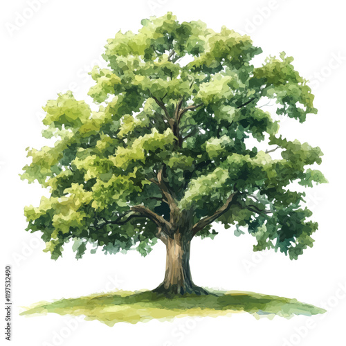 A watercolor vector of a white oak tree, isolated on a white background. Tree vector.
