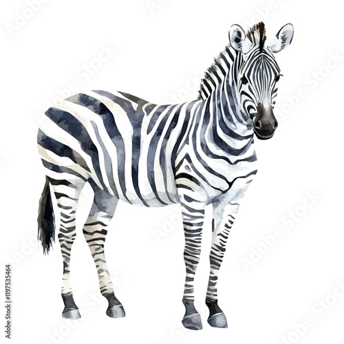 A watercolor illustration of a zebra, isolated on a white background. Animal vector.

