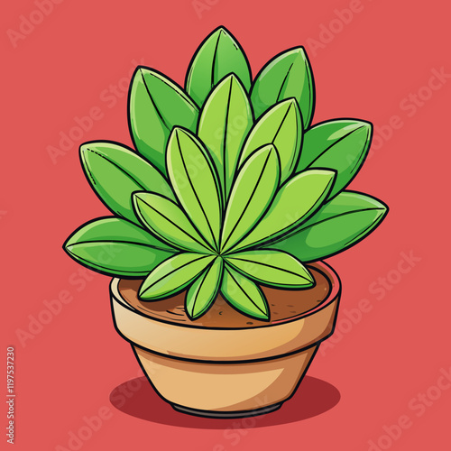 euphorbia plant in pot
