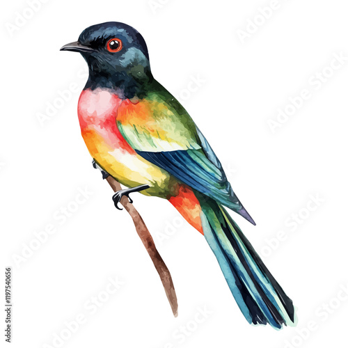 A watercolor clipart of a trogon, isolated on a white background. Bird vector.
