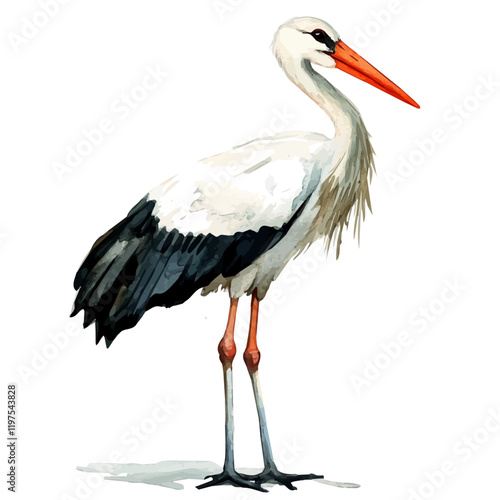 A watercolor painting of a Stork, isolated on a white background. Stork vector.
