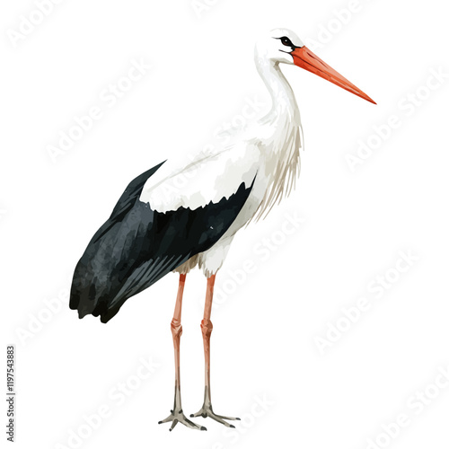 A watercolor clipart of a Stork, isolated on a white background. Stork vector.
