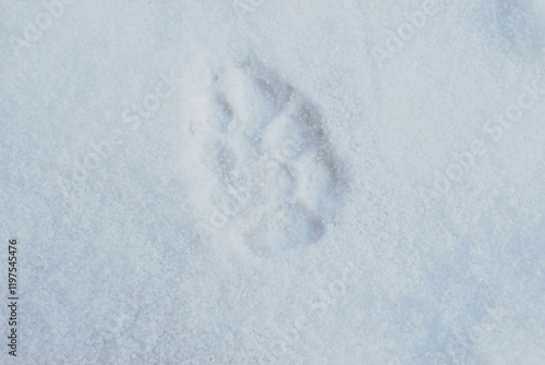 A footprint of a wild wolf animal on snow photo