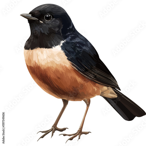 A watercolor drawing of a robin, isolated on a white background. Robin vector.
