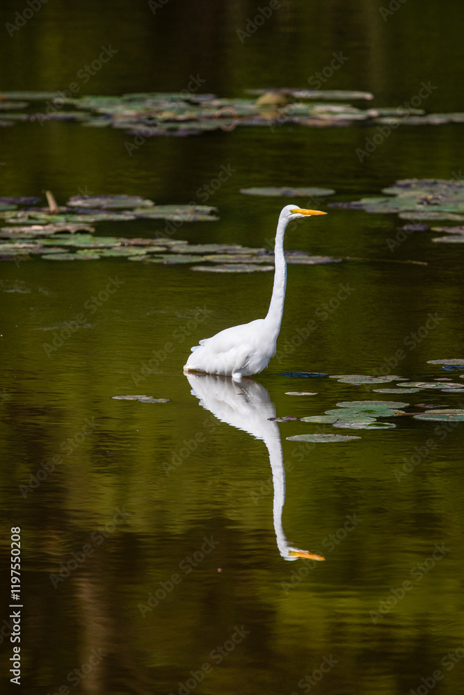 Egret Egret