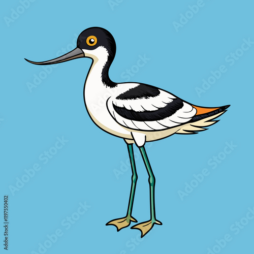 pied avocet on the beach
