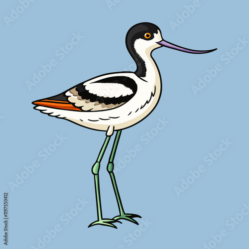 pied avocet on the beach