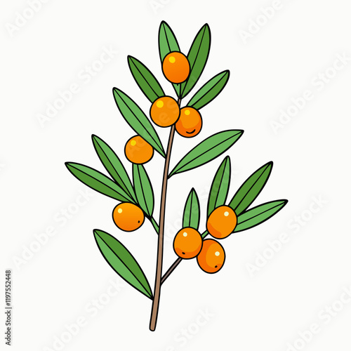 sea buckthorn fruit vector