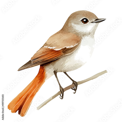 A watercolor painting of a nightingale, isolated on a white background. Nightingale vector.
