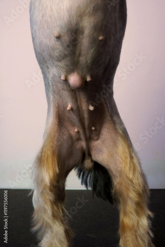 umbilical hernia on the abdomen of a female Yorkshire Terrier dog. veterinarian. pet treatment photo