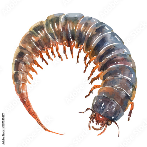 A watercolor of a millipede crawling along the forest floor, with its many legs and segmented body, isolated on a white background. Millipede vector.
