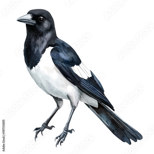 A watercolor painting of a magpie, isolated on a white background. Magpie vector.
