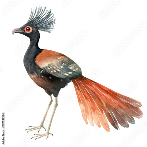 A watercolor vector of a lyrebird, isolated on a white background. Lyrebird vector.
