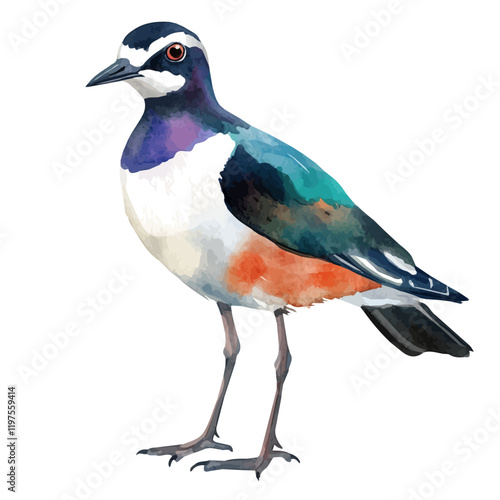 A watercolor clipart of a lapwing, isolated on a white background. Lapwing vector.
