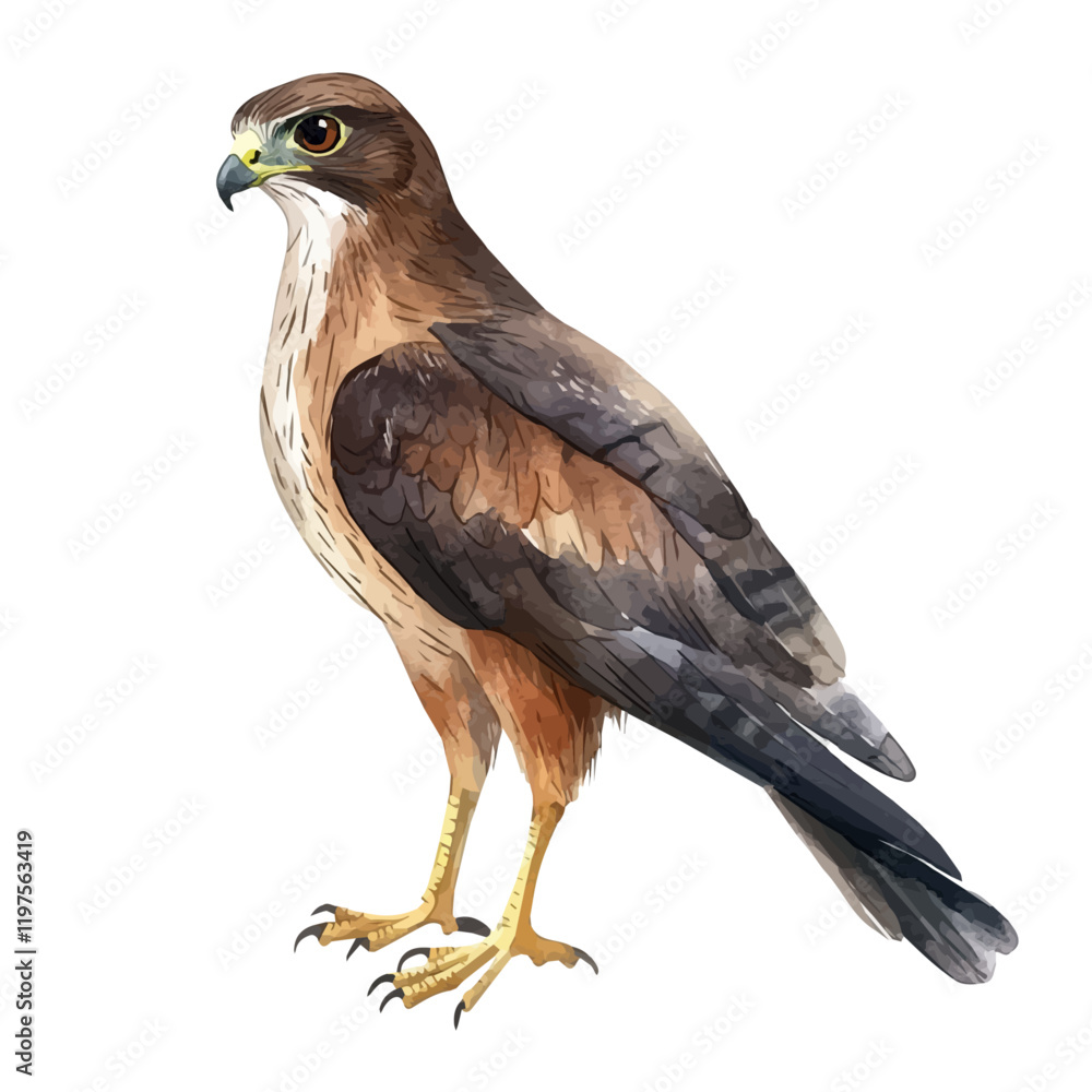 A watercolor drawing of a harrier, isolated on a white background. Harrier vector.
A watercolor drawing of a harrier, isolated on a white background. Harrier vector.