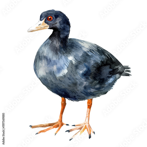 A watercolor painting of a coot, isolated on a white background. Coot vector.
