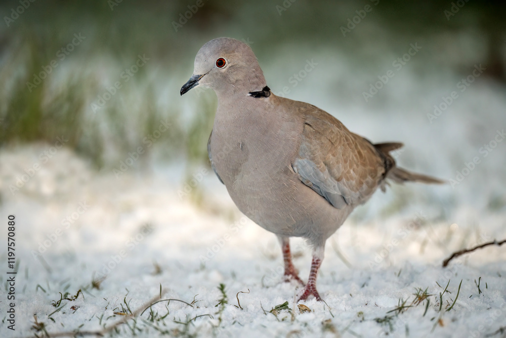Collared Dove on snow covered grass Collared Dove on snow covered grass