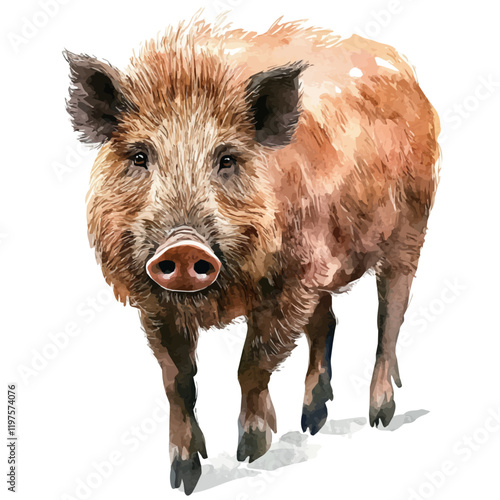 A watercolor drawing of a boar, isolated on a white background. Boar vector.
