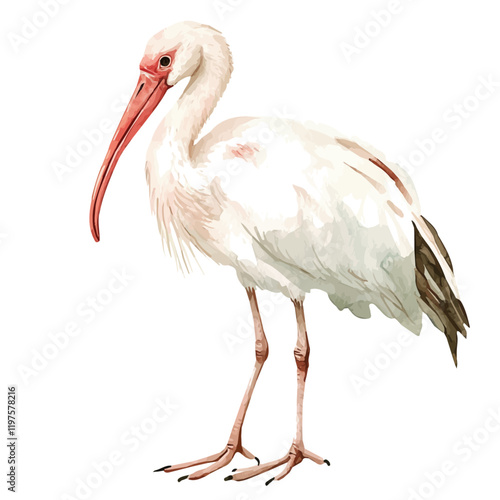 A watercolor drawing of an ibis, isolated on a white background. Ibis vector.
