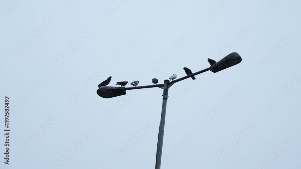 Pigeons siting on street light. Pigeons siting on street light.
