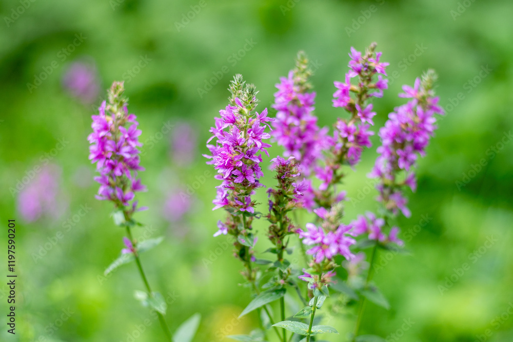 Flower Bud Lythrum salicaria plant green leaves background Flower Bud Lythrum salicaria plant green leaves background