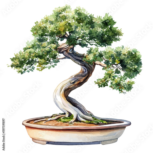 A watercolor illustration of a Spanish cedar bonsai, isolated on a white background. Spanish cedar bonsai vector.
