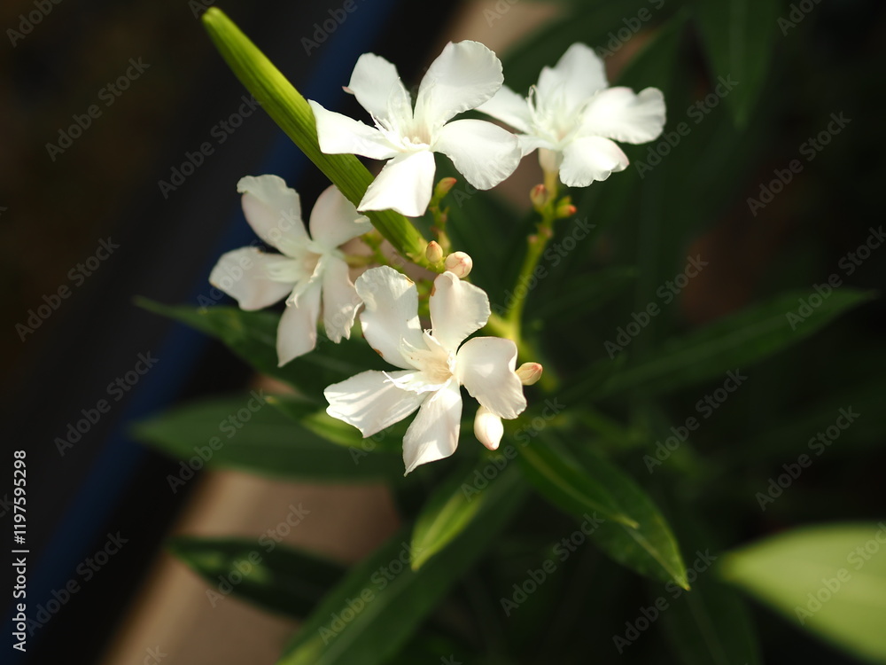Obraz premium Oleander is white. Bush with oleander flowers.