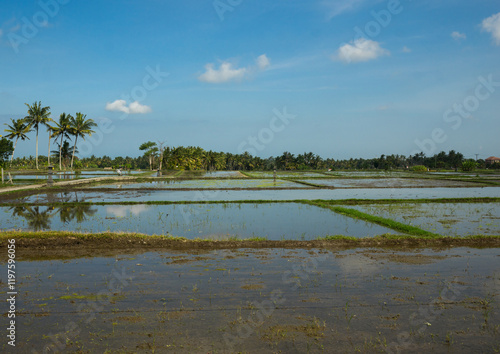 The Terraced Rice Fields photo