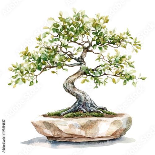 A watercolor drawing of a sassafras bonsai, isolated on a white background. Sassafras bonsai vector.
