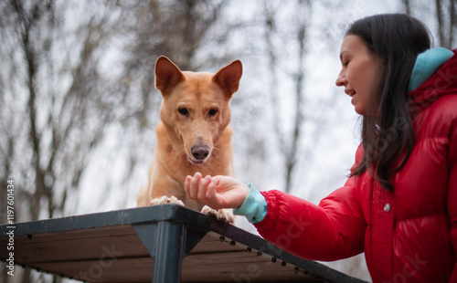 The image captures a dog on a table interacting with a woman. She is training the dog to perform a trick, gently holding its paw while offering positive reinforcement outdoors in a park. photo