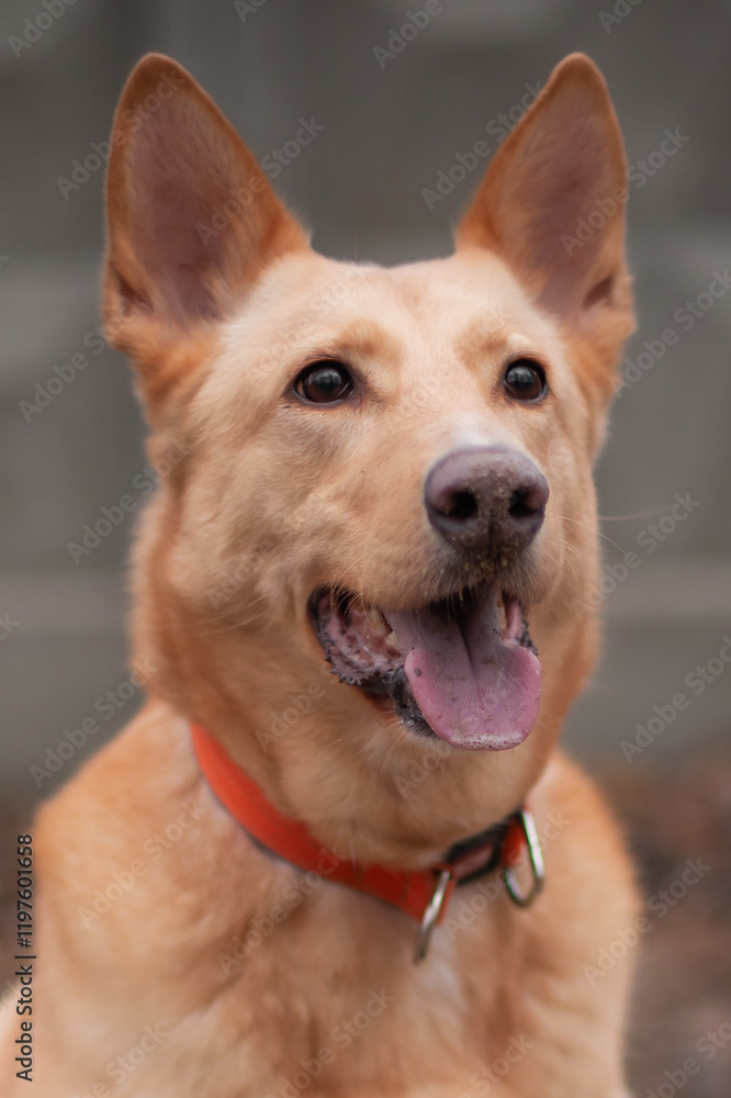 A close-up portrait of a happy dog with a big smile, tongue out, wearing an orange collar. The dog is looking directly at the camera, with a soft blurred background of a natural environment. A close-up portrait of a happy dog with a big smile, tongue out, wearing an orange collar. The dog is looking directly at the camera, with a soft blurred background of a natural environment.
