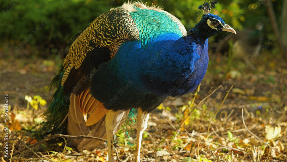 Fototapeta premium Peacock in a park. A close-up of a male peacock with bright blue, green and brown plumage. The bird is standing on a bed of leaves in a park, looking alert.