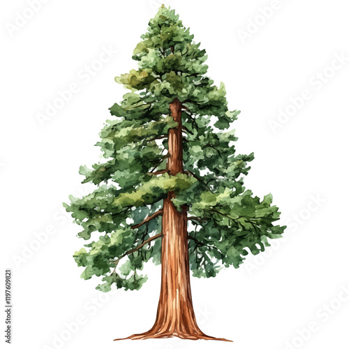 A watercolor clipart of a redwood tree, isolated on a white background. Redwood tree vector.
