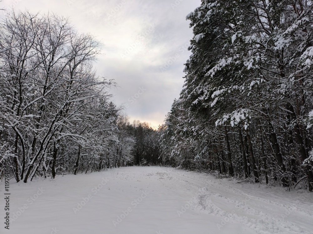 Fototapeta premium Walks in the snow-covered forest. Winter forest landscapes. Outdoor recreation