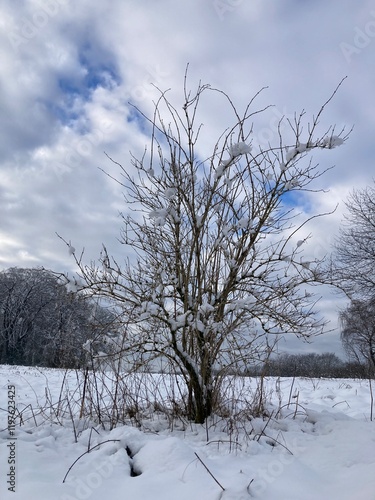 Einzelner Baum am Feldweg mit Schnee am Waldrand photo