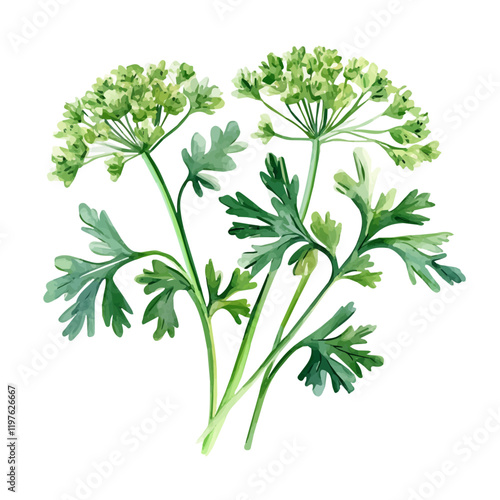 A watercolor clipart of a parsley flower, isolated on a white background. Parsley flower vector.
